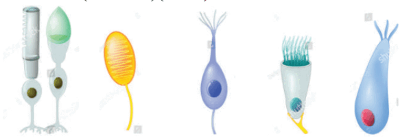 0901llal-7ae9-599x203.png