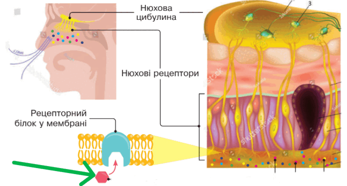 0901lly8-faab-697x374.png
