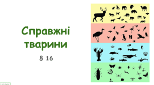 Презентація на тему "Справжні тварини". 10 клас