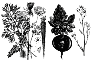 0901lnva-9565-311x201.png