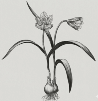 0901lojv-2f38-205x212.png