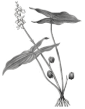 0901lopx-21bd-168x216.png
