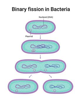binary fission in bacteria, створено за допомогою ШІ