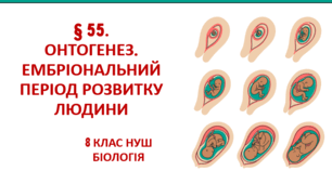 Презентація  до уроку «§ 55. Онтогенез. Ембріональний період розвитку людини»   8клас НУШ