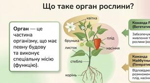 Презентація "Будова рослини"