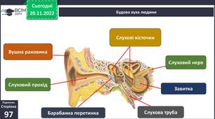 Слухова сенсорна система 