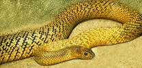 File:FierceSnakeOlive.jpg