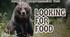 Looking for Food