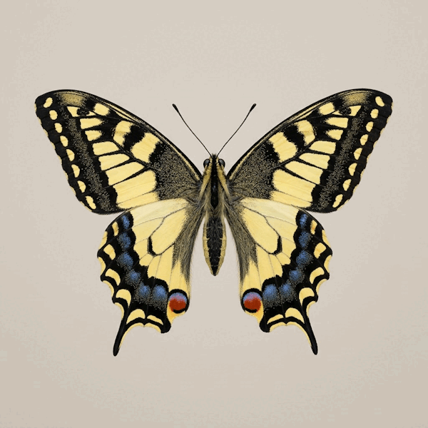 0901mttz-cbd1-600x600.png