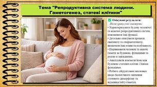 Репродуктивна система людини. Гаметогенез, статеві клітини. Біологія. 8 клас. До підручника Тагліна О., Самойлов А. та ін.