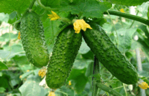 0901n3b9-d7fb-218x140.png