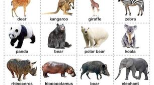 Презентація What can do animals