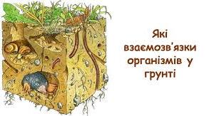 6 які взаємозв'язки організмів у грунті