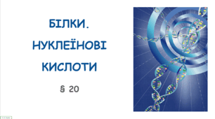 Презентація на тему "Біоорганічні речовини. Білки. Нуклеїнові кислоти" 10 клас