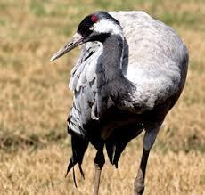 Журавель сірий (Grus Grus Linnaeus 1758) - Птахи України
