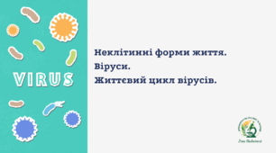 Віруси. Життєвий цикл вірусів
