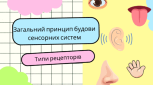 Загальний принцип будови сенсорних систем. Типи рецепторів