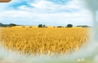 0901nitb-6353-194x125.png