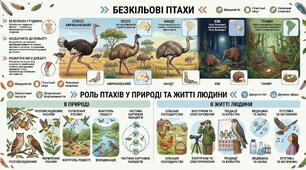 Безкільові птахи. Роль птахів у природі та житті людини