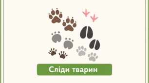 Проєкт "Сліди тварин"
