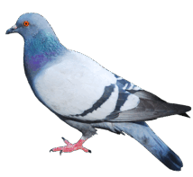 0901nl5c-59b1-214x197.png