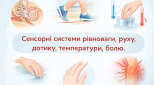 Презентація: «Сенсорні системи рівноваги, руху, дотику, температури та болю: будова, функції, механізми сприйняття подразників і значення для життєдіяльності організму людини»