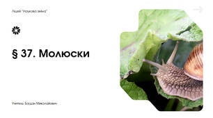 Молюски