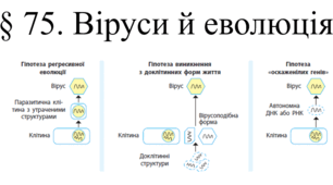 § 75 Віруси й еволюція  