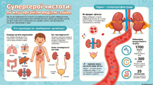 Як виділяються непотрібні речовини з організму людини.