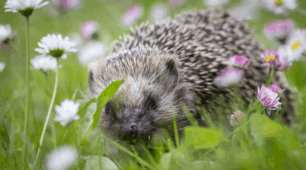 Матеріали до уроку. 🦔🦇🐭🐰Плацентарні ссавці: комахоїдні, рукокрилі, мишоподібні (гризуни), зайцеподібні. 7 кл НУШ