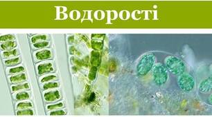 Водорості