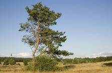 0901od2e-7072-223x145.jpg