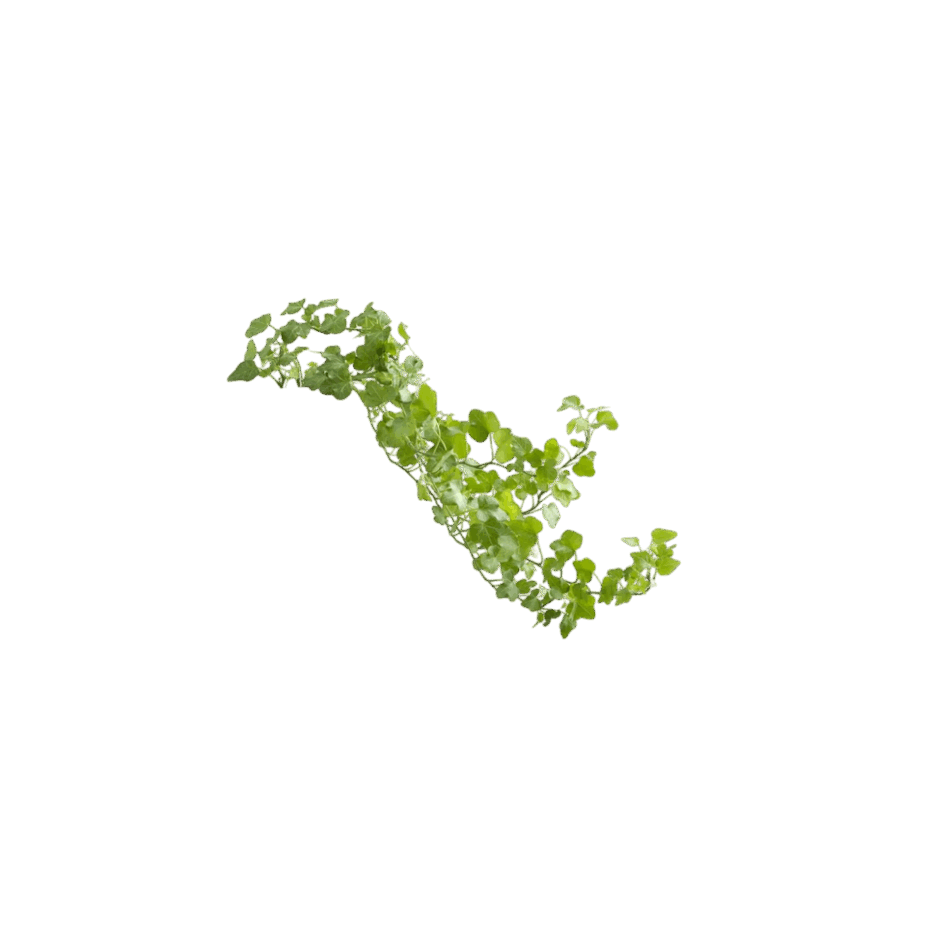 0901olif-a982-940x940.png