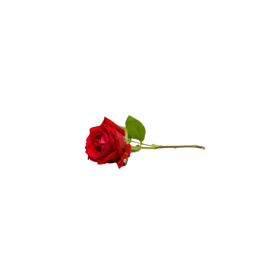 0901olik-18c0-940x940.png