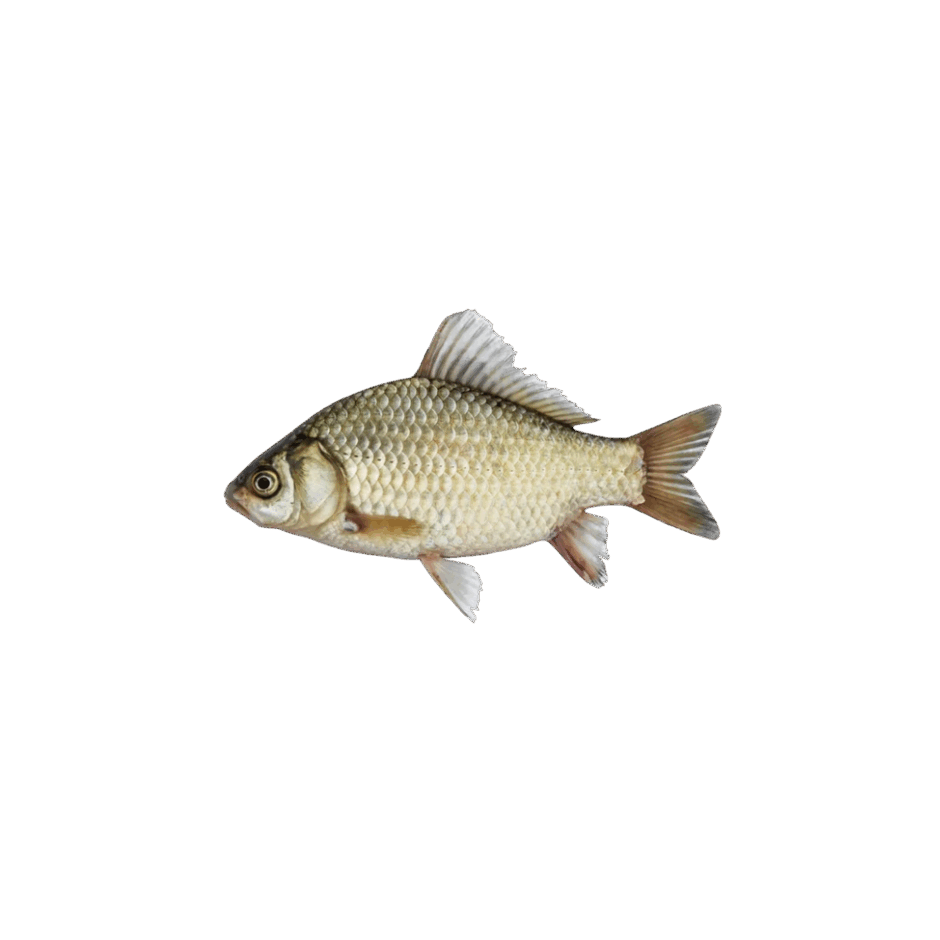 0901olo0-5578-940x940.png