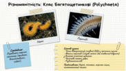 0901orgg-337a-183x103.png