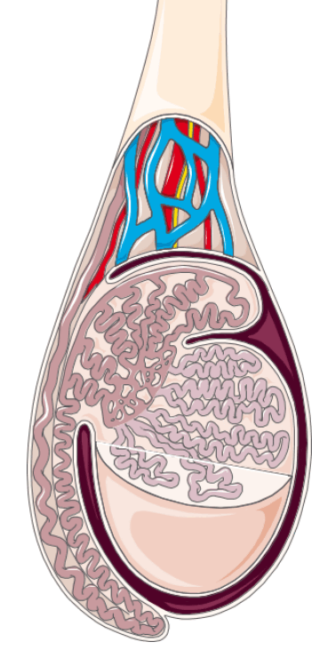 0901orgr-5cc6-381x739.png