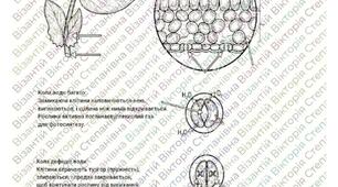 Робочий аркуш-практикум «Внутрішня будова листка: Подорож крізь продихи»