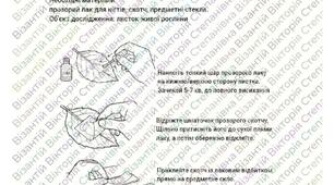 Інтерактивний практикум «Метод відбитків: Досліджуємо архітектуру продихів під мікроскопом»