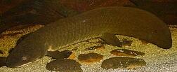 0901ouhf-72df-252x103.jpg