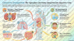 Як виділяються непотрібні речовини з організму людини