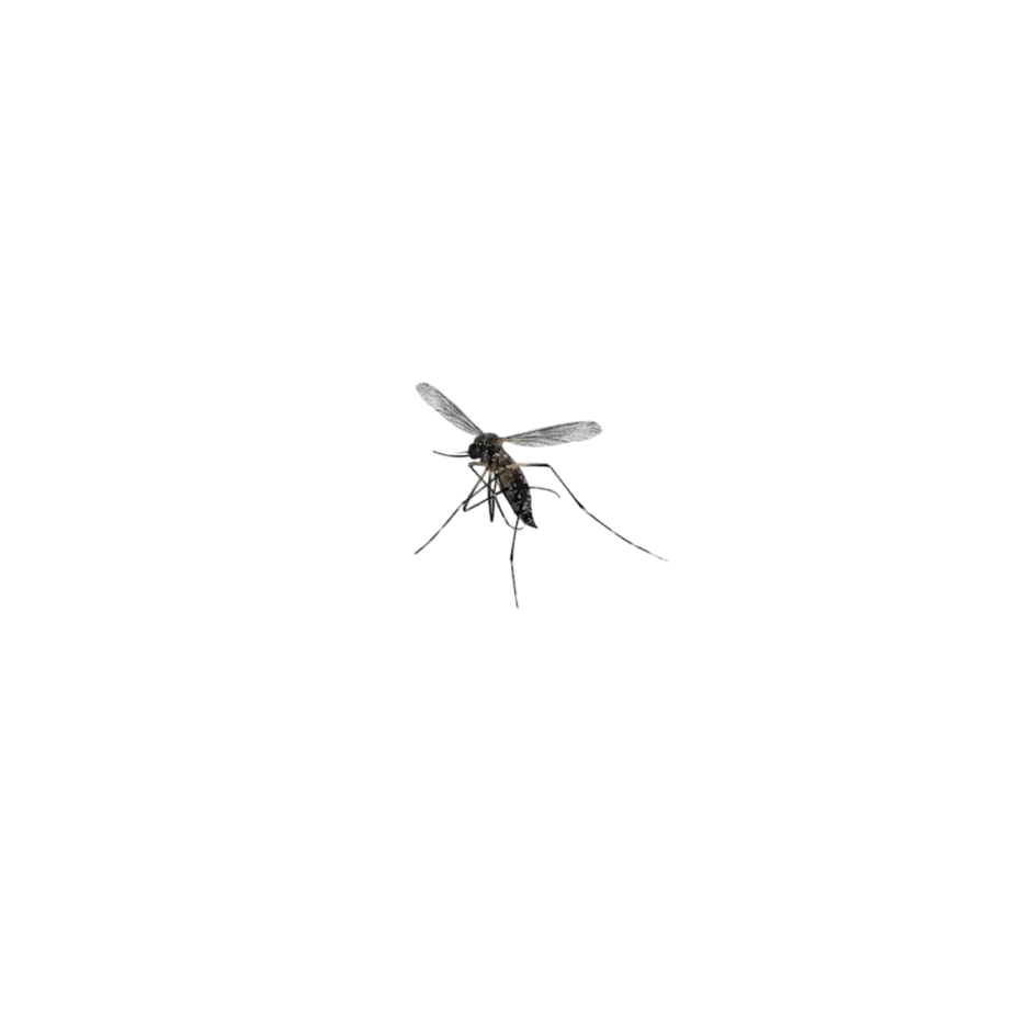 0901ow5h-5412-940x940.png