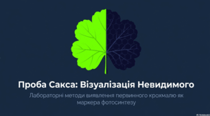 Крохмальна проба та синтез крохмалю в процесі фотосинтезу