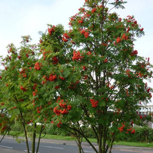 Горобина звичайна 2 річна, Горобина звичайна, Sorbus aucuparia