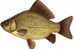0901pdzu-1dd5-237x158.png