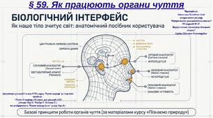 § 59. Як працюють органи чуття