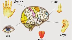 Сенсорні системи людини
