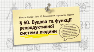 Будова та функції репродуктивної системи людини