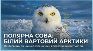 Біла сова: величний володар Арктики