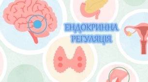 Презентація до теми "Ендокринна регуляція" 8 клас НУШ Соболь